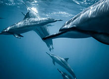 约旦门将扑出日本点球后挥拳庆祝，没想到皮球却弹进球门